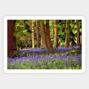 Bluebell Woods Basildon Park Reading Sticker